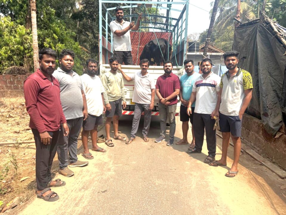 Malvan | पायाला दुखापत झालेल्या गायीला दिला सुरक्षित निवारा